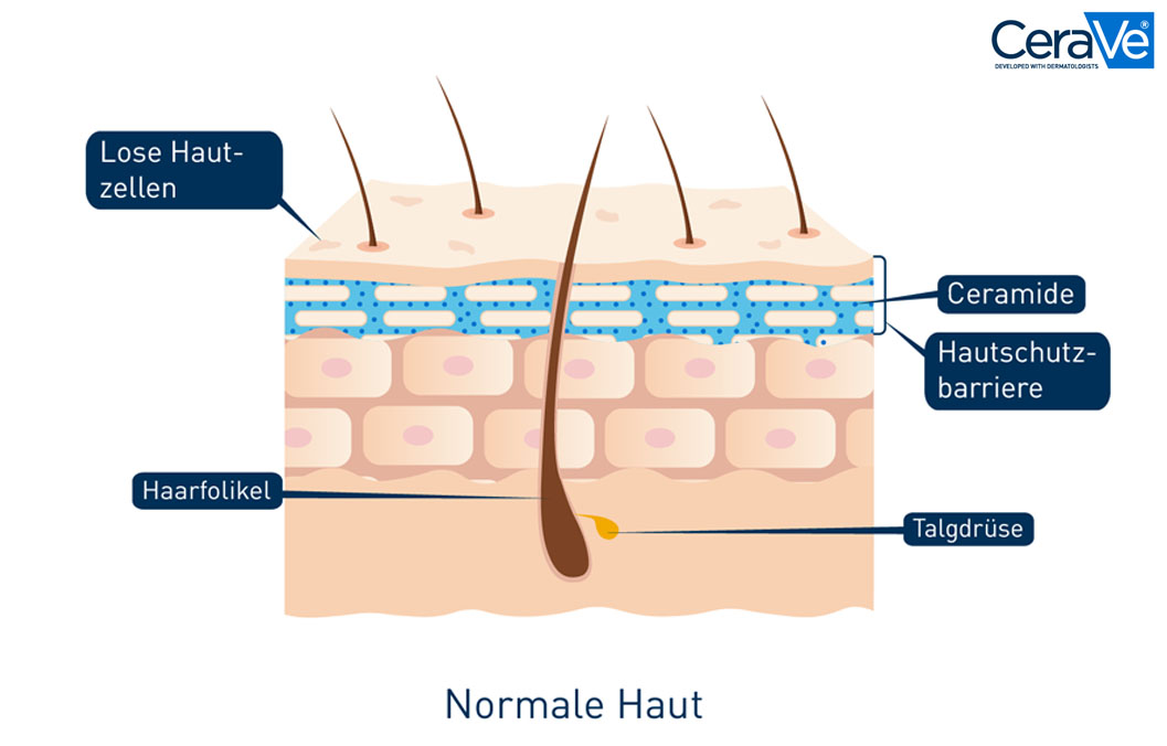 Grafik mit dem Aufbau einer normalen Haut